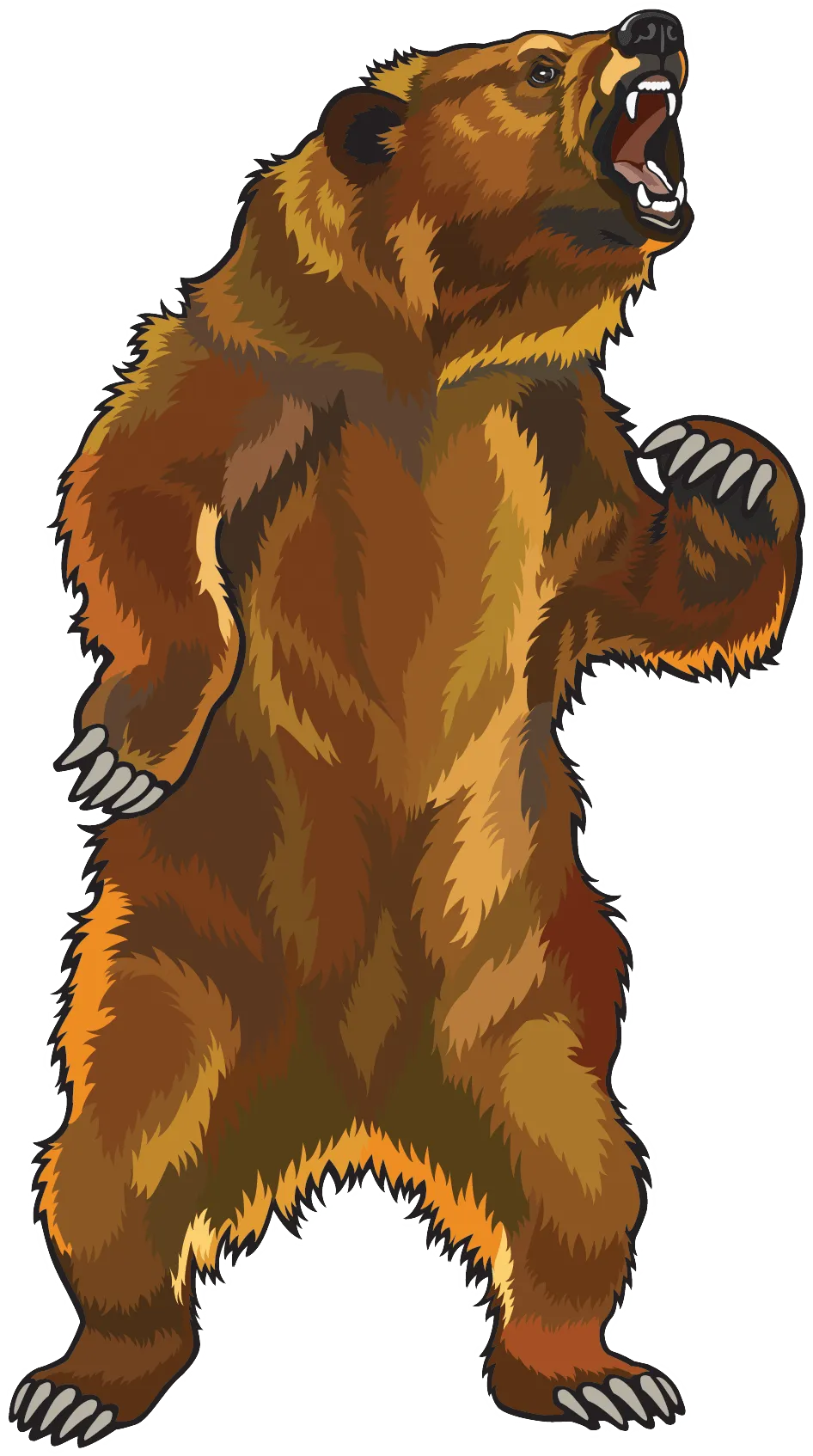 bear standing, wild animal, high-resolution png